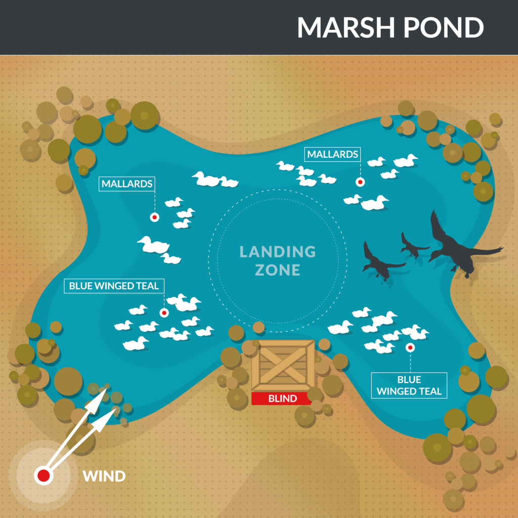 decoy placement in a marsh pond for duck hunting