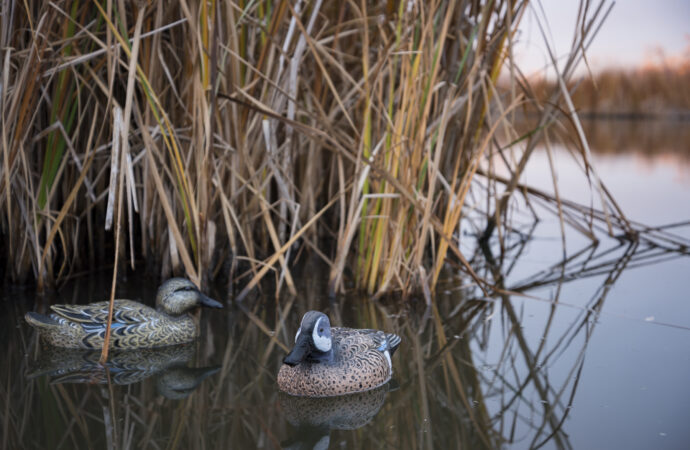 A male and female blue winged teal duck decoy in a marshy area Two blue winged teal duck decoys