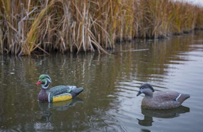 A wood duck drake and hen decoy in water