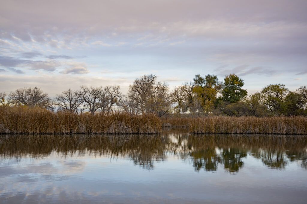 marshy area in Texas, great for duck hunting