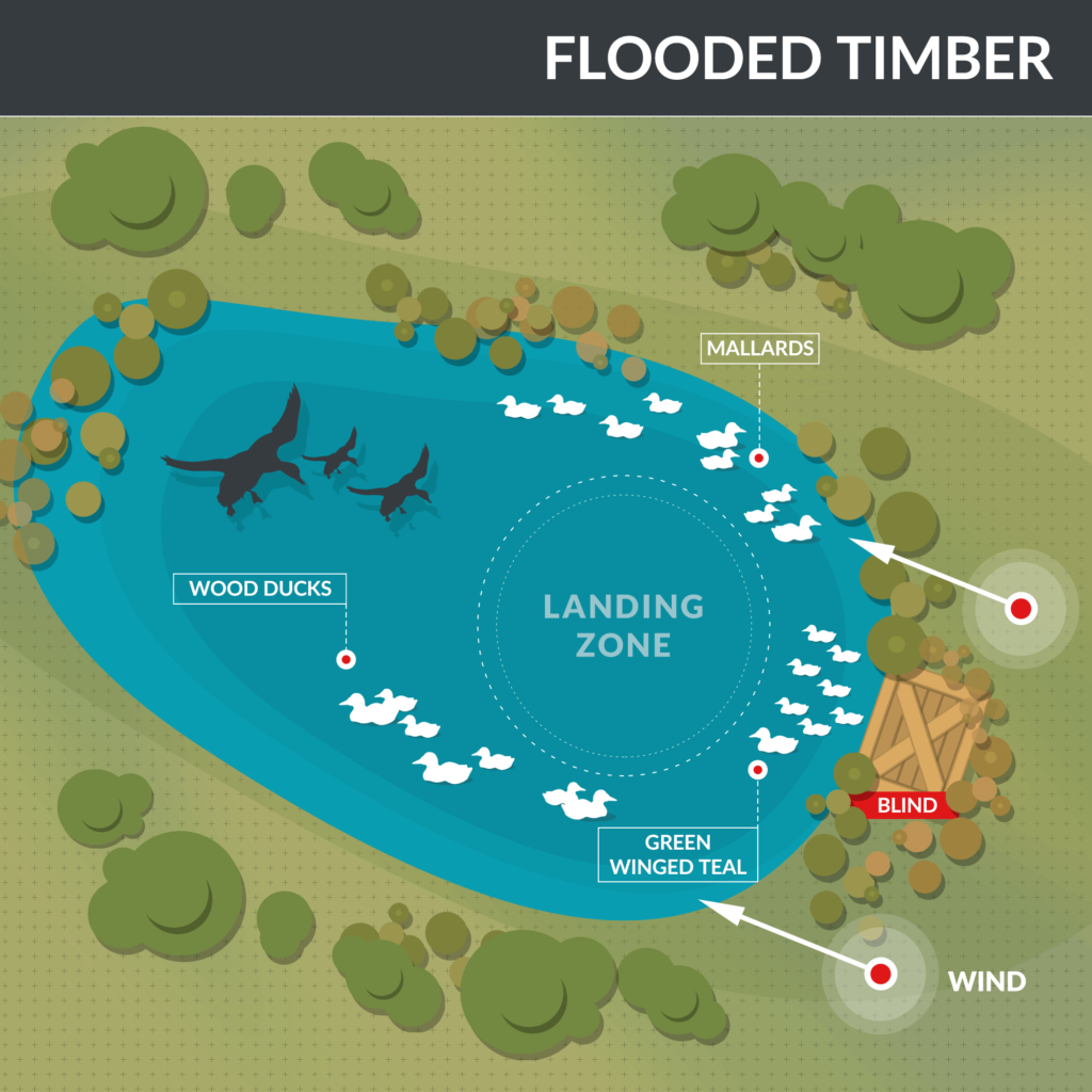 Where to place your decoys when hunting in a flooded timber habitat