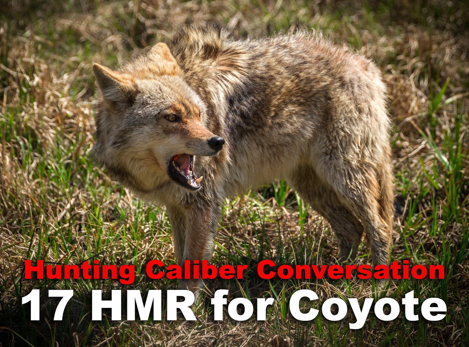 An angry coyote about to be hunted