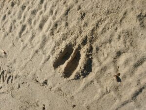 deer tracks in sand are a sure sign of activity nearby