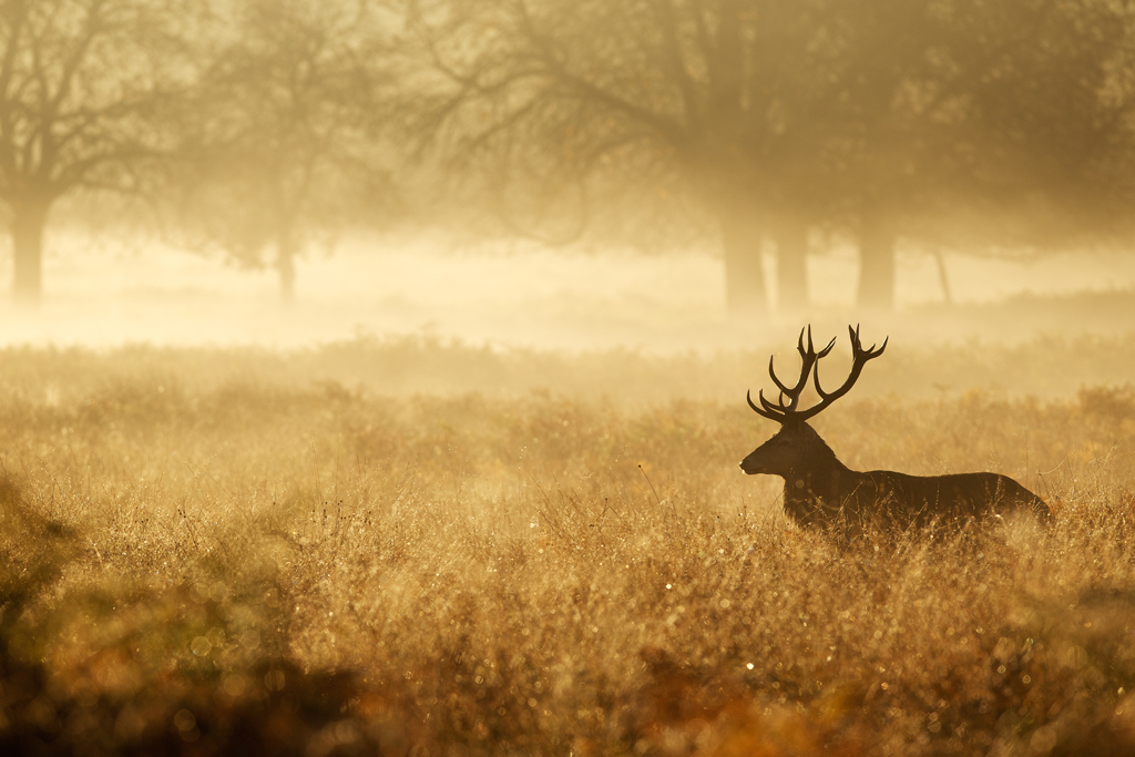 Red Deer Stag Silhouette 