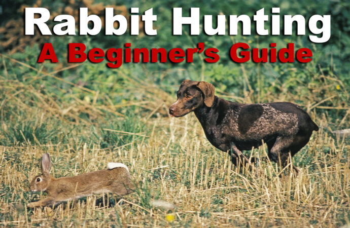 Rabbit Hunting – The Basics for a Great Hunt
