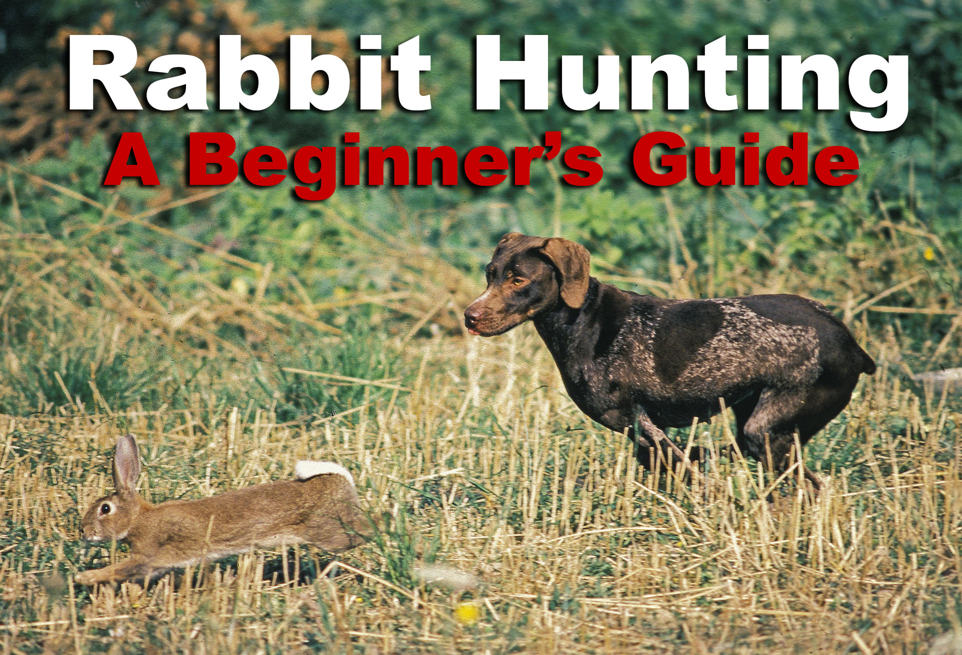Rabbit Hunting The Basics for a Great Hunt