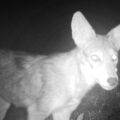 Coyote Eats Trail Camera