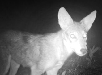 Watch: Coyotes Try To Eat My Trail Camera!
