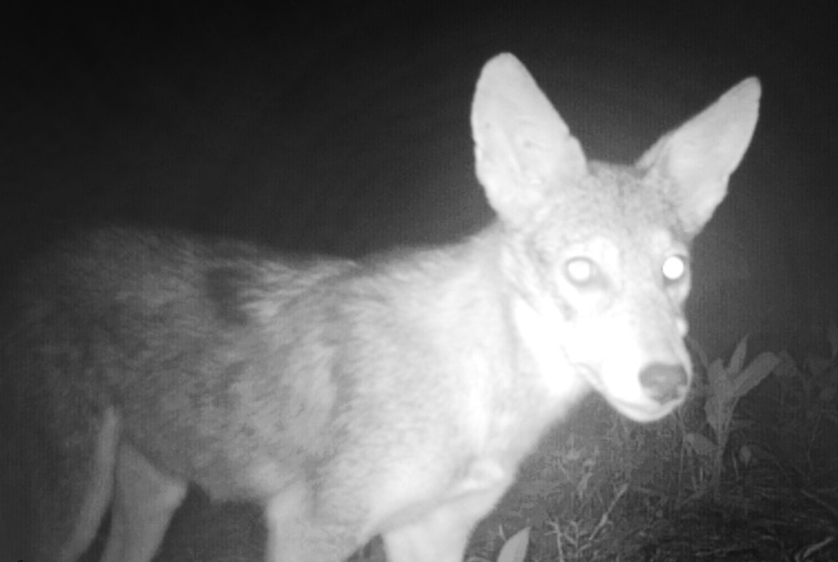Coyote Eats Trail Camera