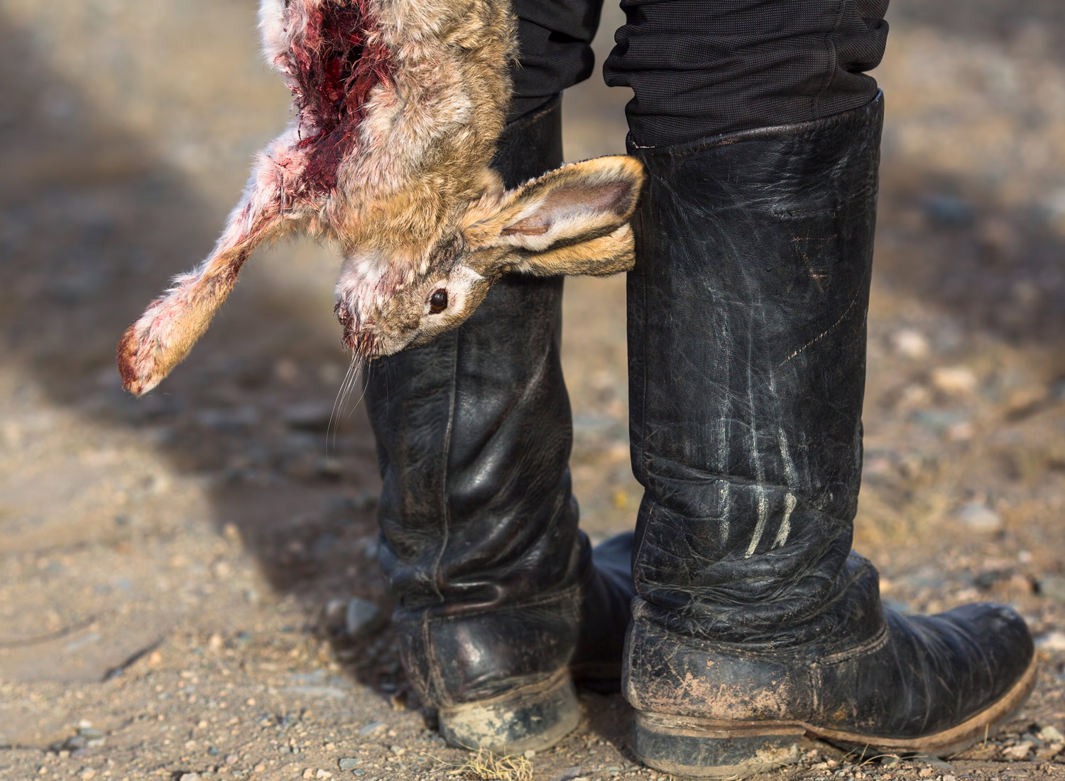 Rabbit shot by a hunter