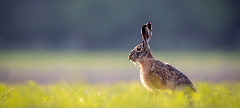 Rabbit in a field waiting to be luted