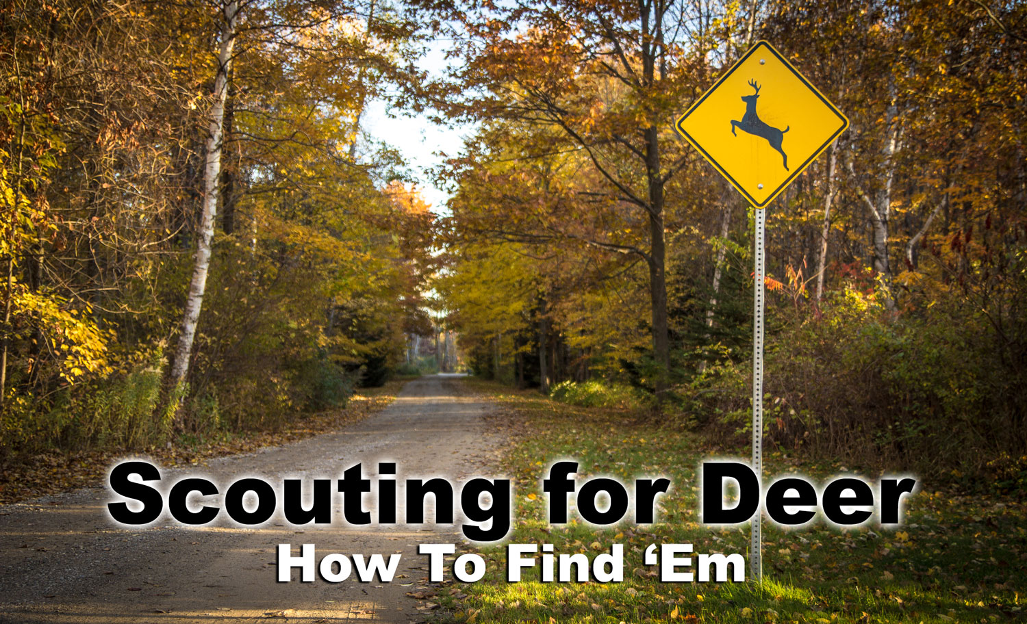 how to find deer in the woods
