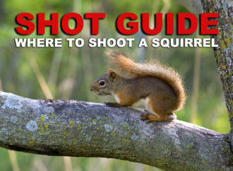 Where to Shoot a Squirrel