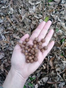how to find deer? Acorns and other food sources are usually nearby.