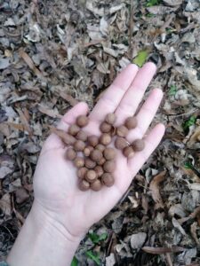 how to find deer? use their food sources! how to find deer? Acorns and other food sources are usually nearby.