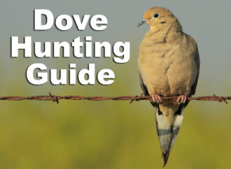 Dove Hunting