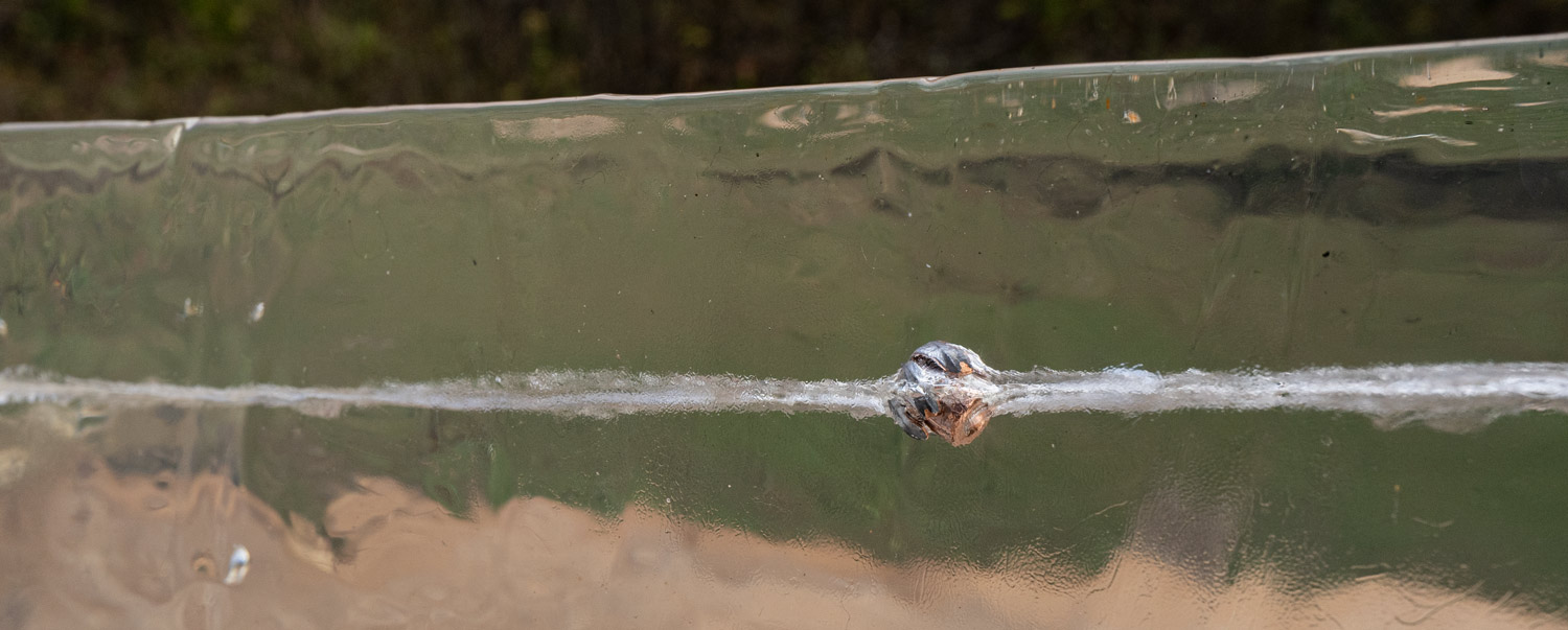 expanded hollow point bullet in gelatin A hollow point bullet expanded in ballistic gelatin