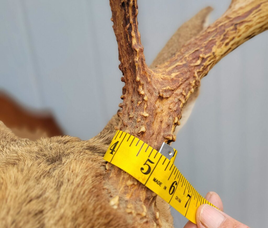 Size Matters How to Score a Buck