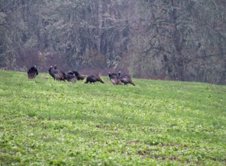 Locator Calls and the Shock Gobble Response